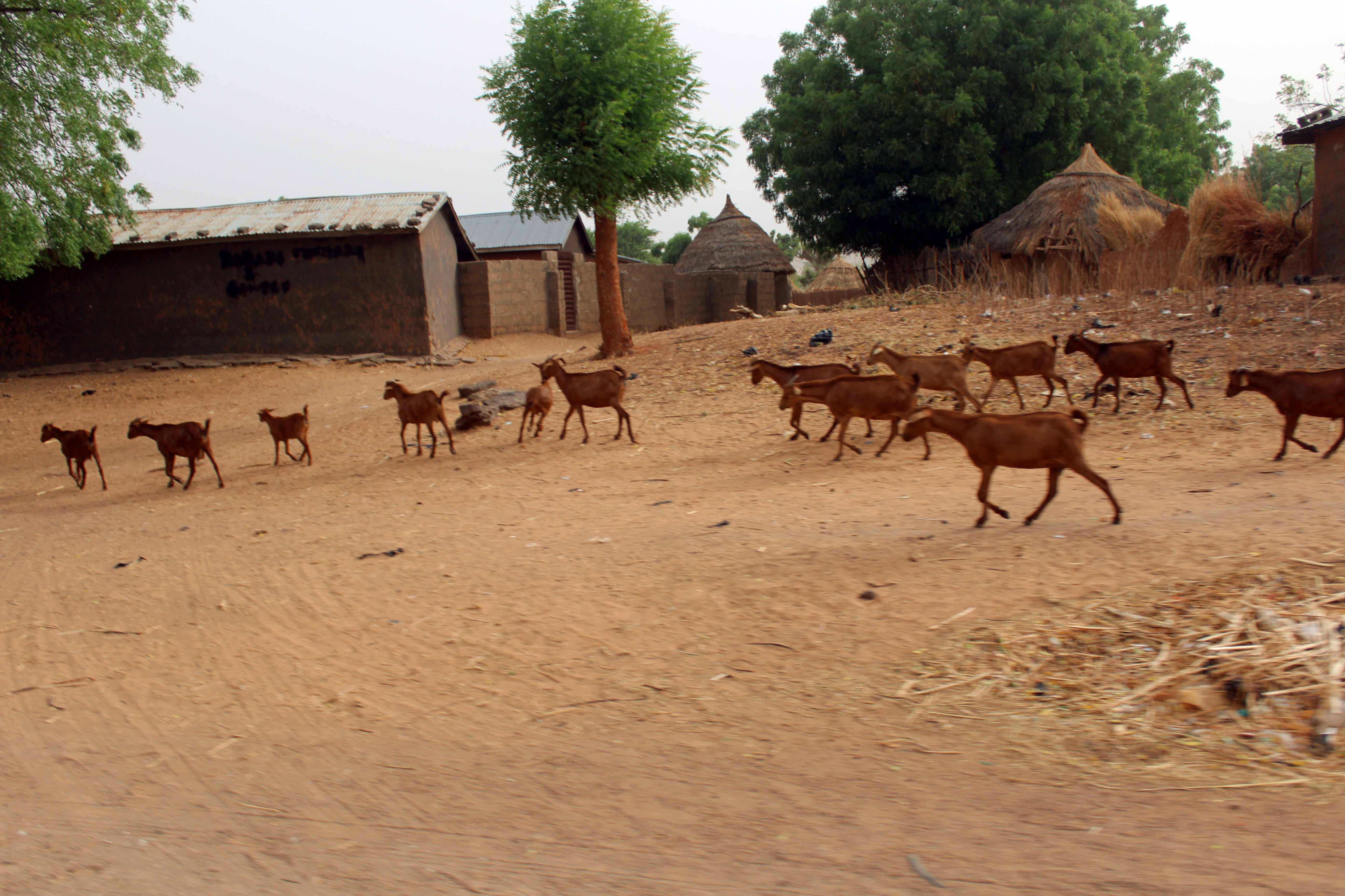 Nigerian Goats Gombe Nigeria