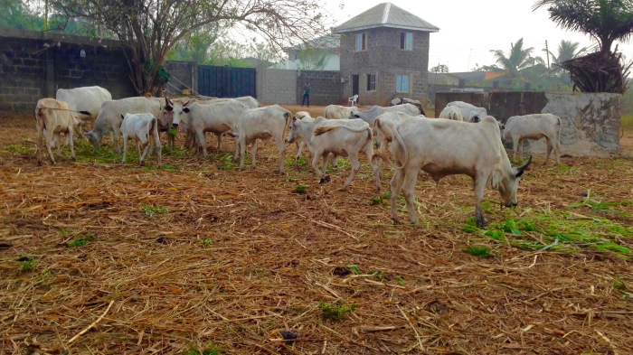 Cattle, Otedola Integrated Farms in Epe, Lagos State Nigeria